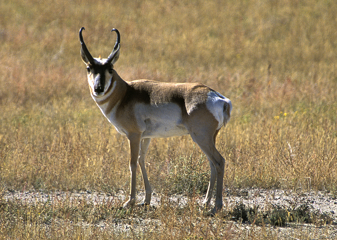 Out on the plains of Montana, Stan and a fellow photographer could photograph the pronghorn antelope with patience and a long lens. The secret is to let the animal walk by you, not for you to chase after them. It works every time.